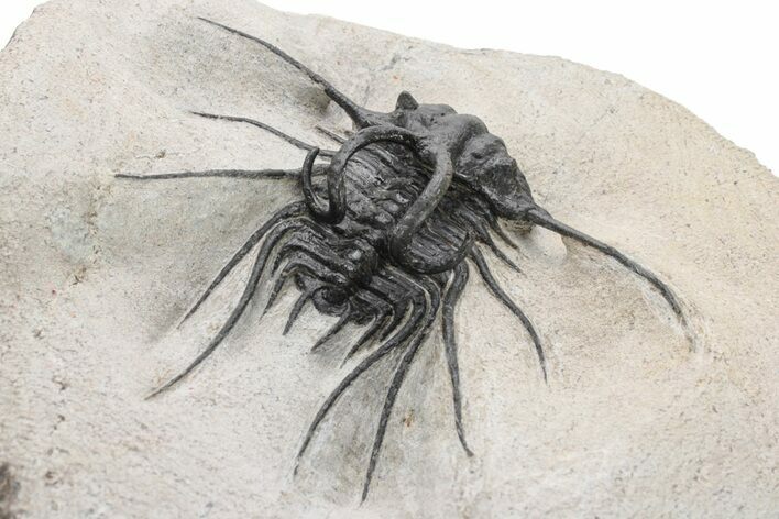 Bargain, Dicranurus Trilobite - Atchana, Morocco #225846